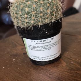 Photo of the plant species Notocactus elegans by @PetMango25 named Leaf Erickson on Greg, the plant care app