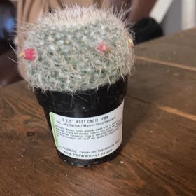 Photo of the plant species Old Lady Cactus by @PetMango25 named Curie on Greg, the plant care app