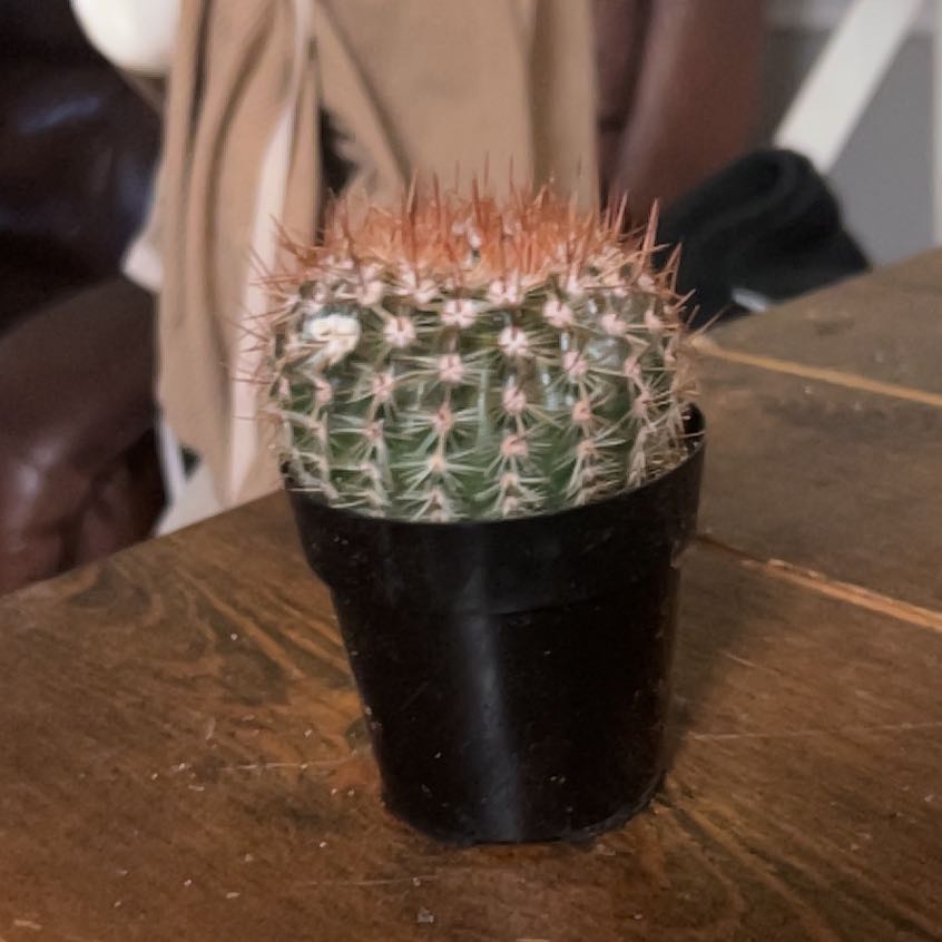 Photo of the plant species Parodia x erubescens by @PetMango25 named Tree Diddy on Greg, the plant care app