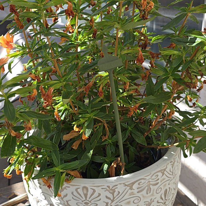 Photo of the plant species Lompoc Mesa Bush Monkeyflower by @EconomicSoybean named Sol on Greg, the plant care app