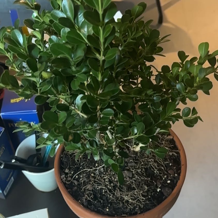 Photo of the plant species Japanese Boxwood by @HotSiamtulip66 named Terra on Greg, the plant care app