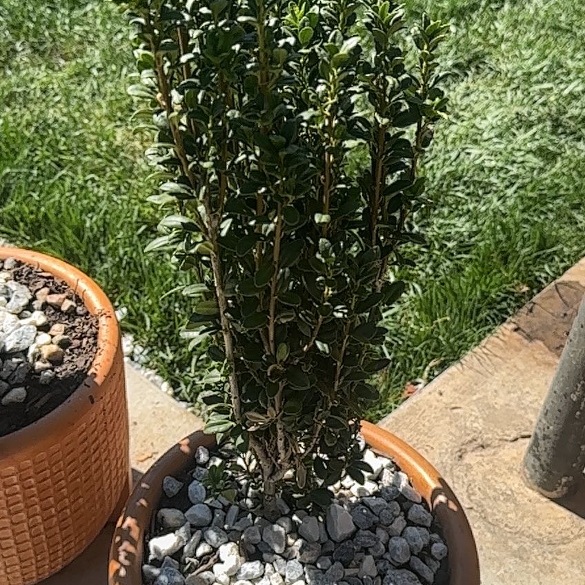 Photo of the plant species Sky Pencil Japanese Holly by @UpliftedMoss27 named Holly on Greg, the plant care app