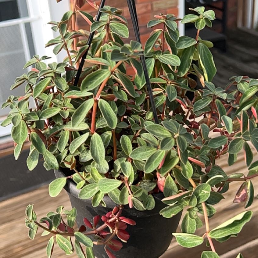 Photo of the plant species peperomia verticilata by @FruitfulBagpod5 named Leaf Witherspoon on Greg, the plant care app
