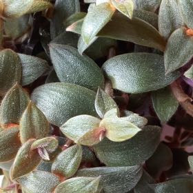 Photo of the plant species Teddy Bear Vine by @KellzBellz named Forrest on Greg, the plant care app