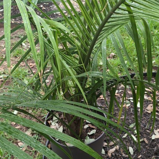 Photo of the plant species Nikau Palm by @MajorDogrose32 named Bruce Lee on Greg, the plant care app
