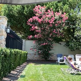 Photo of the plant species Japanese Crepe Myrtle by @GenuineBibi3 named Fernie Mercury on Greg, the plant care app