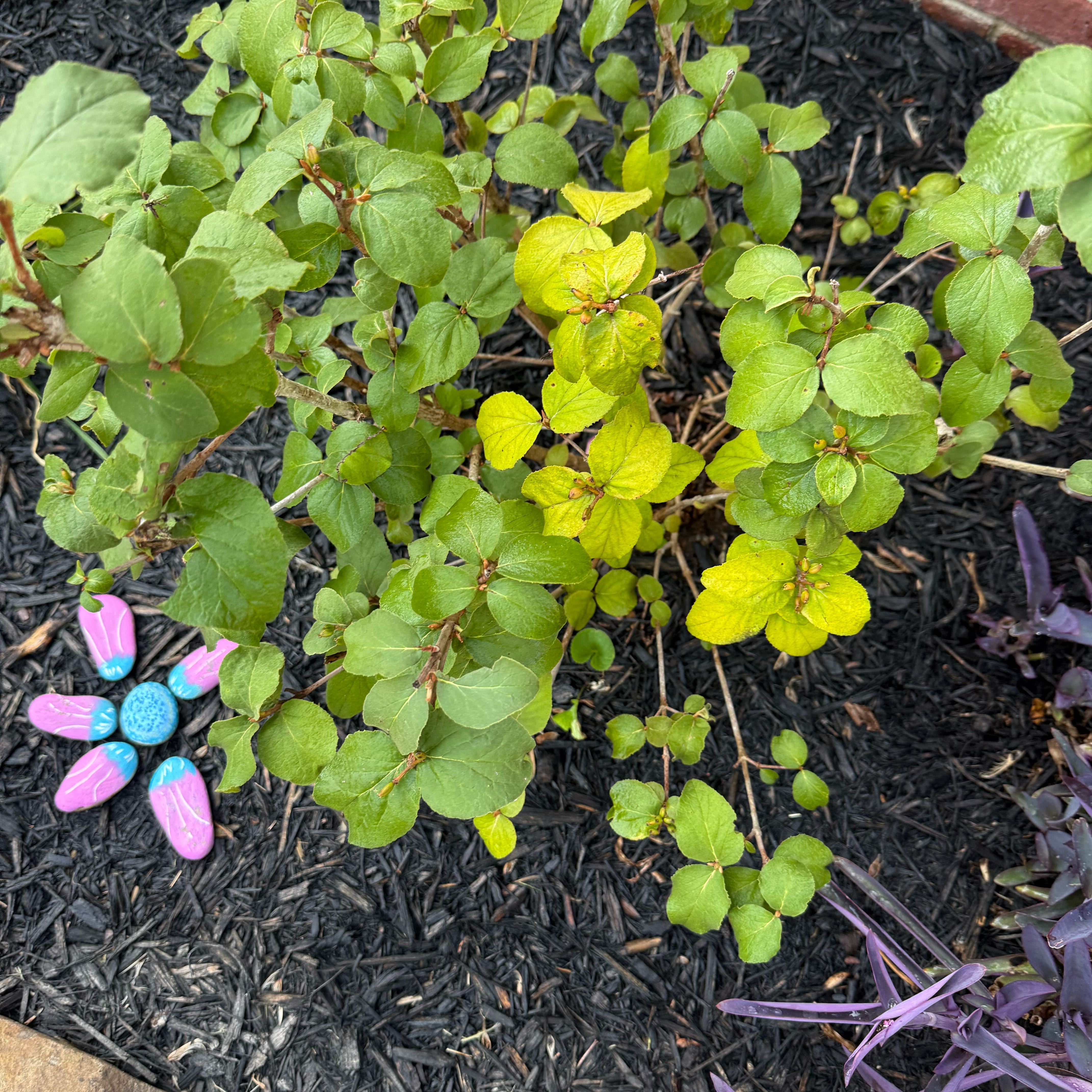 Photo of the plant species Viburnum carlesii by @SportKale11 named Khaleesi on Greg, the plant care app