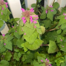 Photo of the plant species Lamium Purpureum by @TutorKingprotea named Harry on Greg, the plant care app