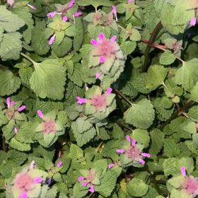 Photo of the plant species Lamium Purpureum by @TutorKingprotea named Sherlock on Greg, the plant care app