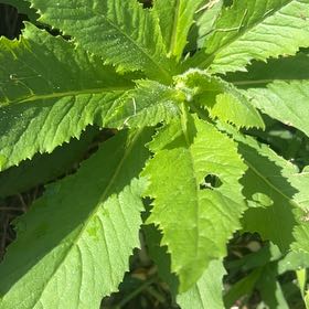 Photo of the plant species American Burnweed by @TutorKingprotea named Mochi on Greg, the plant care app