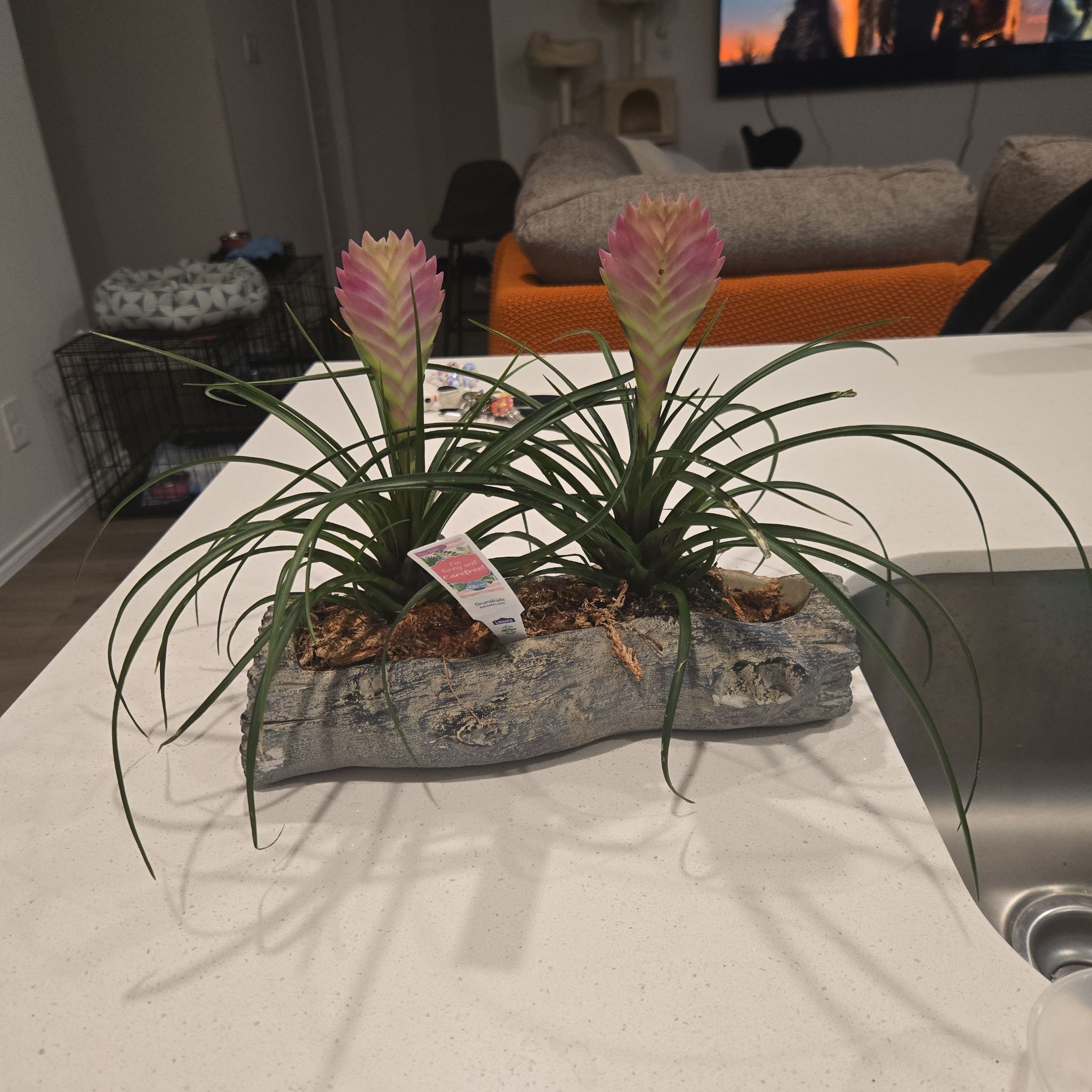 Photo of the plant species Queen of the Bromeliads by @TenderSandleek named Huckleberry Fern on Greg, the plant care app