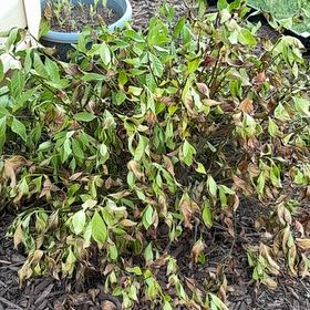 Photo of the plant species Gardenia by @YoungRainbow named Captain Plant-it on Greg, the plant care app