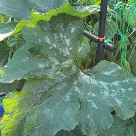 Photo of the plant species Blackjack Zucchini by @LordlyMangeao63 named Sage on Greg, the plant care app