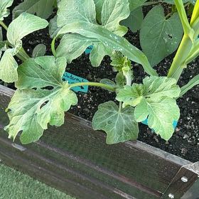 Photo of the plant species Salvia 'Watermelon' by @LordlyMangeao63 named Doja Cat on Greg, the plant care app