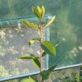 Photo of the plant species Honeyberry 'Vicky' by @LordlyMangeao63 named Morgan Treeman on Greg, the plant care app