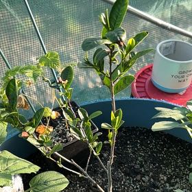 Photo of the plant species Tea Plant by @LordlyMangeao63 named Leaf Erickson on Greg, the plant care app