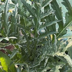 Photo of the plant species Globe Artichoke by @LordlyMangeao63 named Bruce Lee on Greg, the plant care app