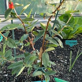 Plant care for Fly Honeysuckle on Greg, the plant care app