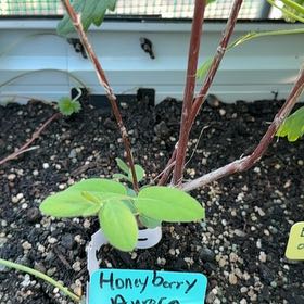 Photo of the plant species Honeyberry 'Rebecca' by @LordlyMangeao63 named Gobi on Greg, the plant care app