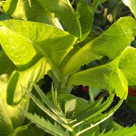Photo of the plant species Romaine Lettuce 'Little Caesar' by @LordlyMangeao63 named Naomi on Greg, the plant care app