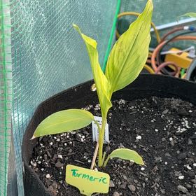 Photo of the plant species Turmeric by @LordlyMangeao63 named Bodhi on Greg, the plant care app