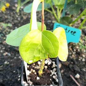 Photo of the plant species Black Pepper Vine by @LordlyMangeao63 named Delilah on Greg, the plant care app