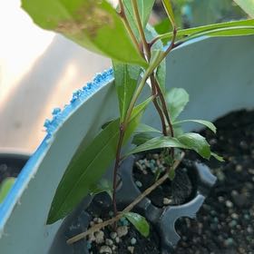 Photo of the plant species yerba mate by @LordlyMangeao63 named Xena on Greg, the plant care app