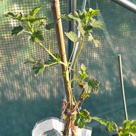 Photo of the plant species Gooseberry by @LordlyMangeao63 named Clooney on Greg, the plant care app