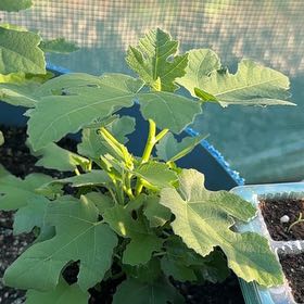 Photo of the plant species Hardy Fig Tree by @LordlyMangeao63 named Anne on Greg, the plant care app