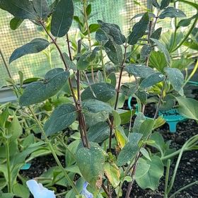Photo of the plant species Tundra Honeyberry by @LordlyMangeao63 named Denali on Greg, the plant care app