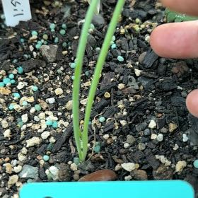 Photo of the plant species Walla Walla Onion by @LordlyMangeao63 named Leonardo on Greg, the plant care app