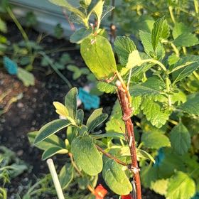 Photo of the plant species Indigo Gem Honeyberry by @LordlyMangeao63 named Winston on Greg, the plant care app