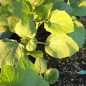 Photo of the plant species Ground Cherry by @LordlyMangeao63 named Gaga on Greg, the plant care app