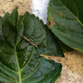 Photo of the plant species Beta Vulgaris by @PoeticCuplichen named Sir hydrangea on Greg, the plant care app