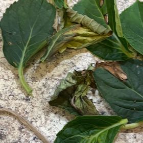 Photo of the plant species Indian Mulberry by @PoeticCuplichen named Nemo on Greg, the plant care app