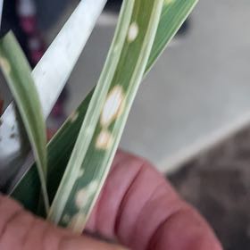Photo of the plant species Wheatgrass by @PoeticCuplichen named James Dean on Greg, the plant care app