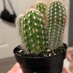 Photo of the plant species Espostoa mirabilis by @SupermanEmerald named Orlando Bloom on Greg, the plant care app