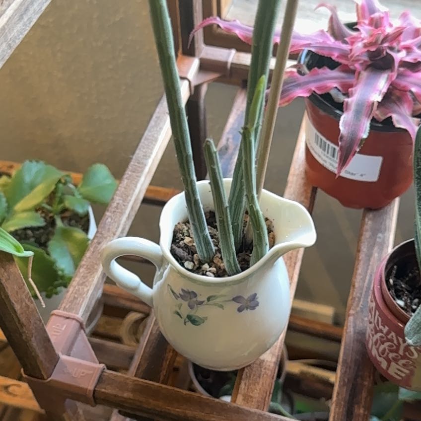 Photo of the plant species Nightblooming Cereus by @SisterDisphyma named Elina on Greg, the plant care app