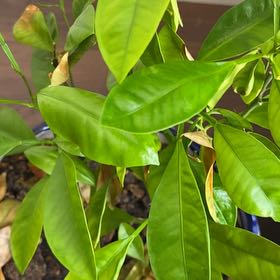 Photo of the plant species Calamondin kumquat by @LawabidingRimu0 named Taylor Swift on Greg, the plant care app