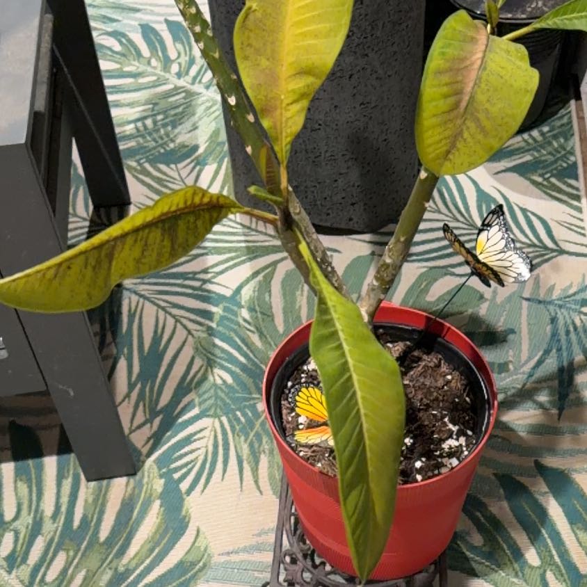 Photo of the plant species Singapore Graveyard Flower by @NewOakmoss72 named Gaga on Greg, the plant care app