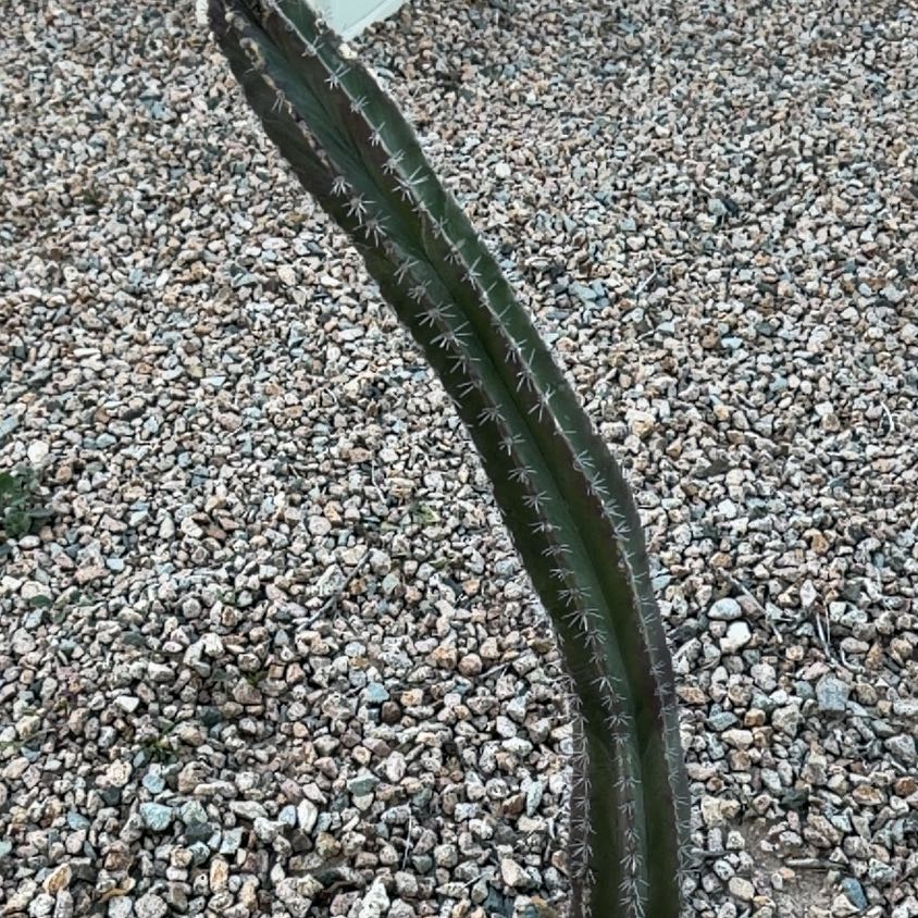 Photo of the plant species Organ Pipe Cactus by @NewOakmoss72 named Treeyoncé on Greg, the plant care app