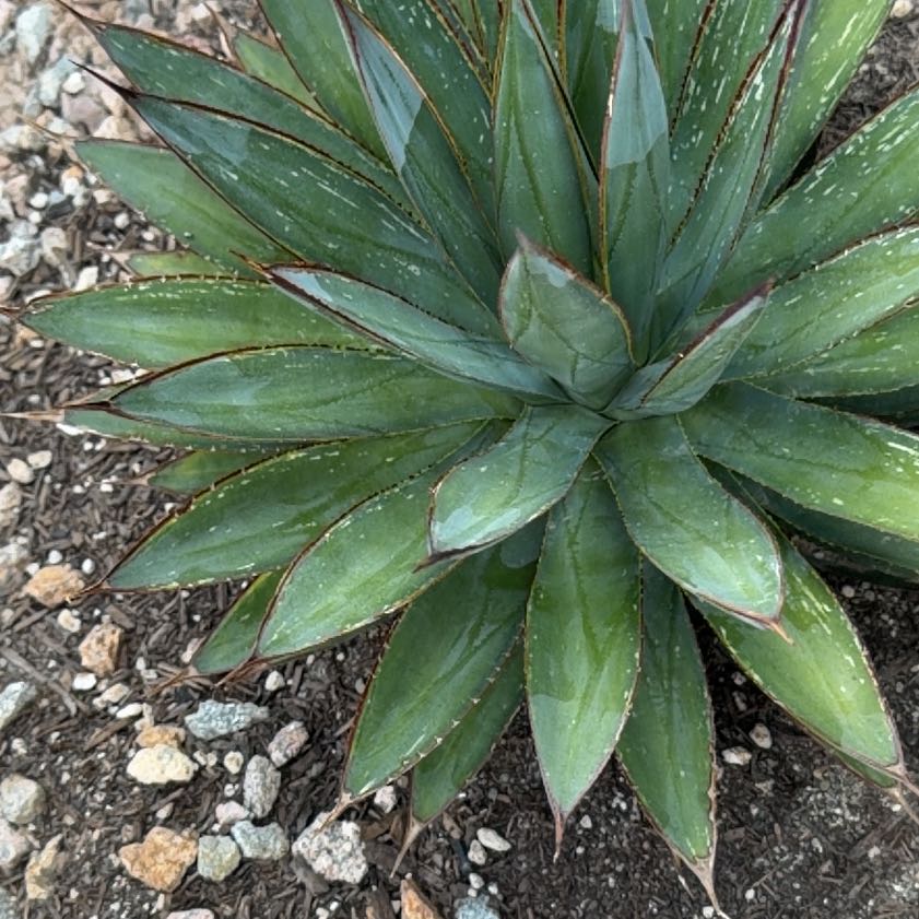 Photo of the plant species Blue Agave by @NewOakmoss72 named Sanders on Greg, the plant care app