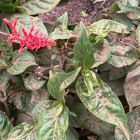 Photo of the plant species Odontonema tubaeforme by @GrowingMango32 named Tree Diddy on Greg, the plant care app