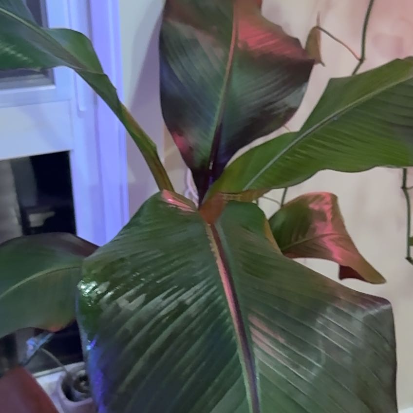 Photo of the plant species Ensete v Maurellii,Red banana by @SwiftAster30 named Beyonce on Greg, the plant care app