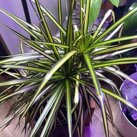Photo of the plant species Draceana marginata by @SwiftAster30 named Clooney on Greg, the plant care app