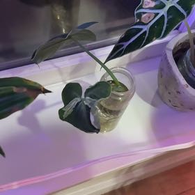 Photo of the plant species Mickey Mouse Alocasia by @SwiftAster30 named Sol on Greg, the plant care app