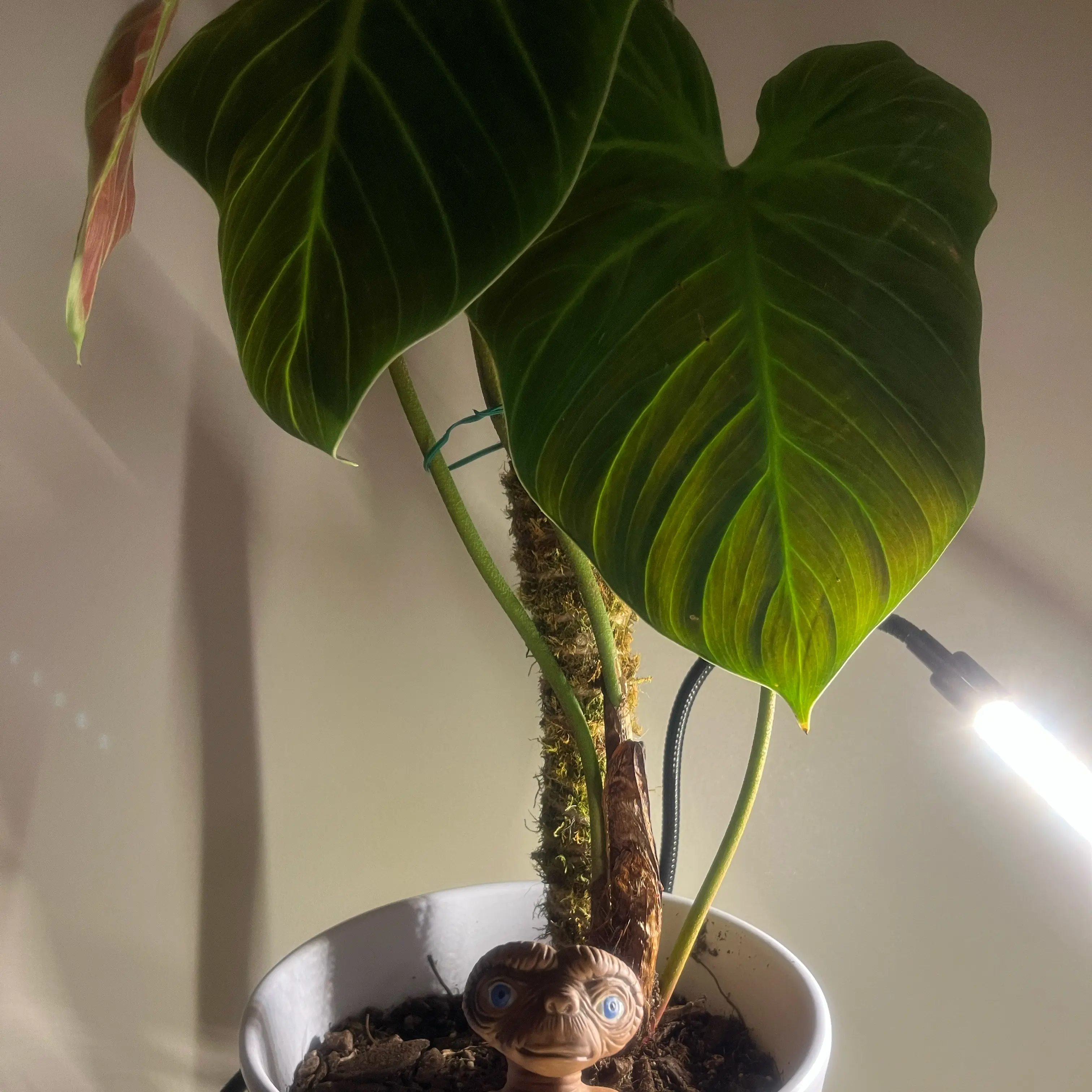 Photo of the plant species Philodendron 'El Choco' by @SwiftAster30 named Lola on Greg, the plant care app