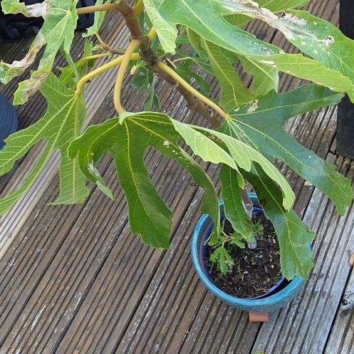 Photo of the plant species Brown Turkey Fig by @RespectfulKoa1 named Bigleef Smalls on Greg, the plant care app