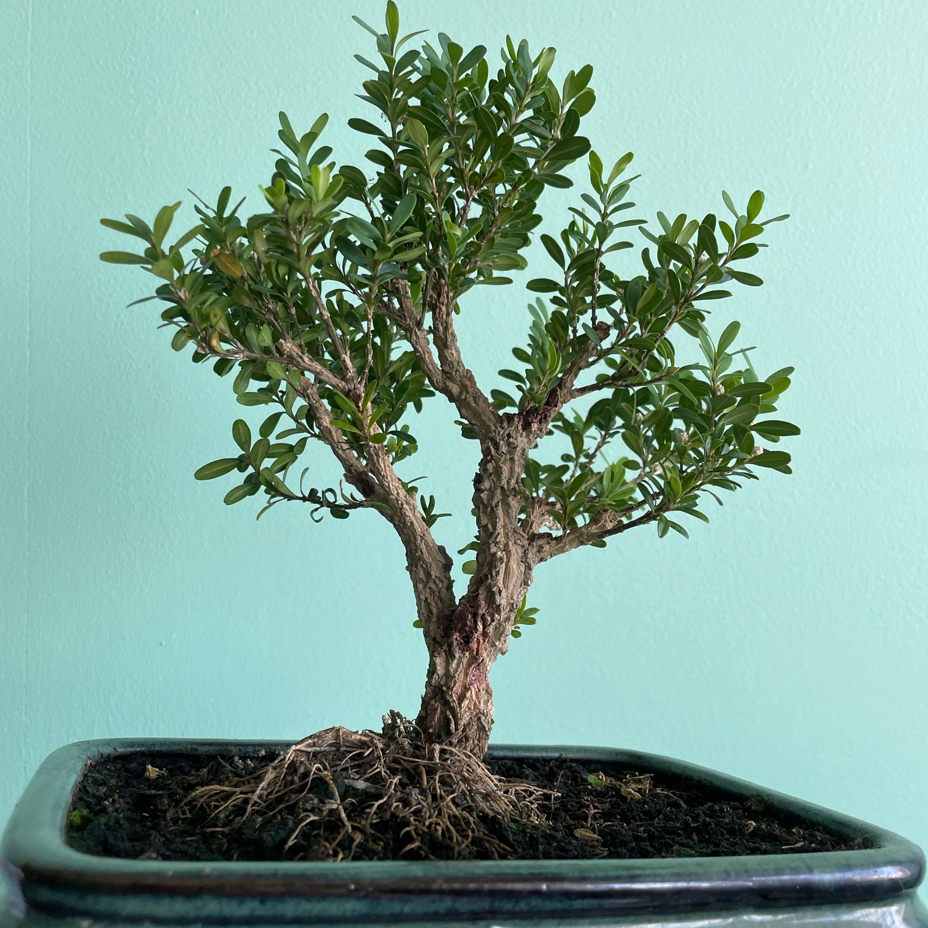 Photo of the plant species Harland Boxwood by @GoldenPomelo9 named Bonzikas on Greg, the plant care app