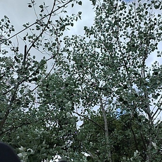 Photo of the plant species Common Cottonwood by @MasterColeus47 named Tolkien on Greg, the plant care app